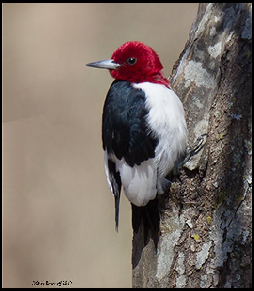_7SB3897 red-headed woodpecker.jpg